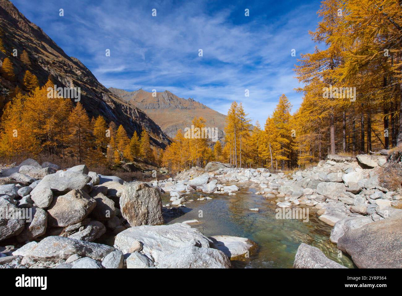 Paysage de montagne, mélèzes, ruisseau de montagne, automne, parc national Gran Paradiso, Italie Banque D'Images
