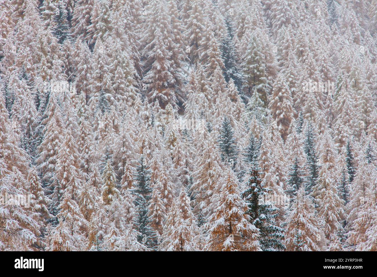 Mélèzes d'Europe (Larix decidua), dans la neige, automne, Parc National du Gran Paradiso, Italie Banque D'Images