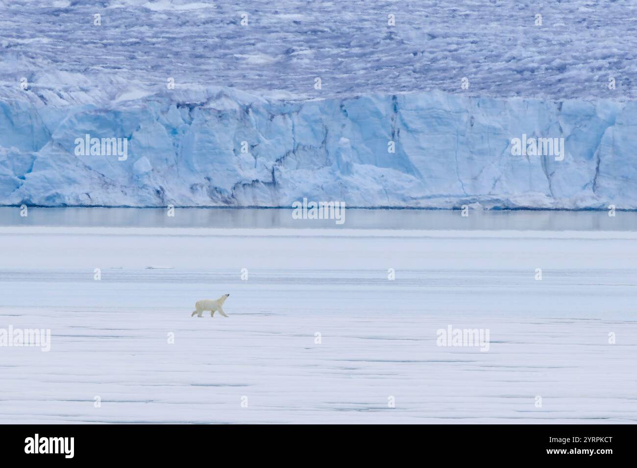 Ours polaire, Ursus maritimus, Thalarctos maritimus, ours sur une banquise, Spitzberg, Norvège Banque D'Images