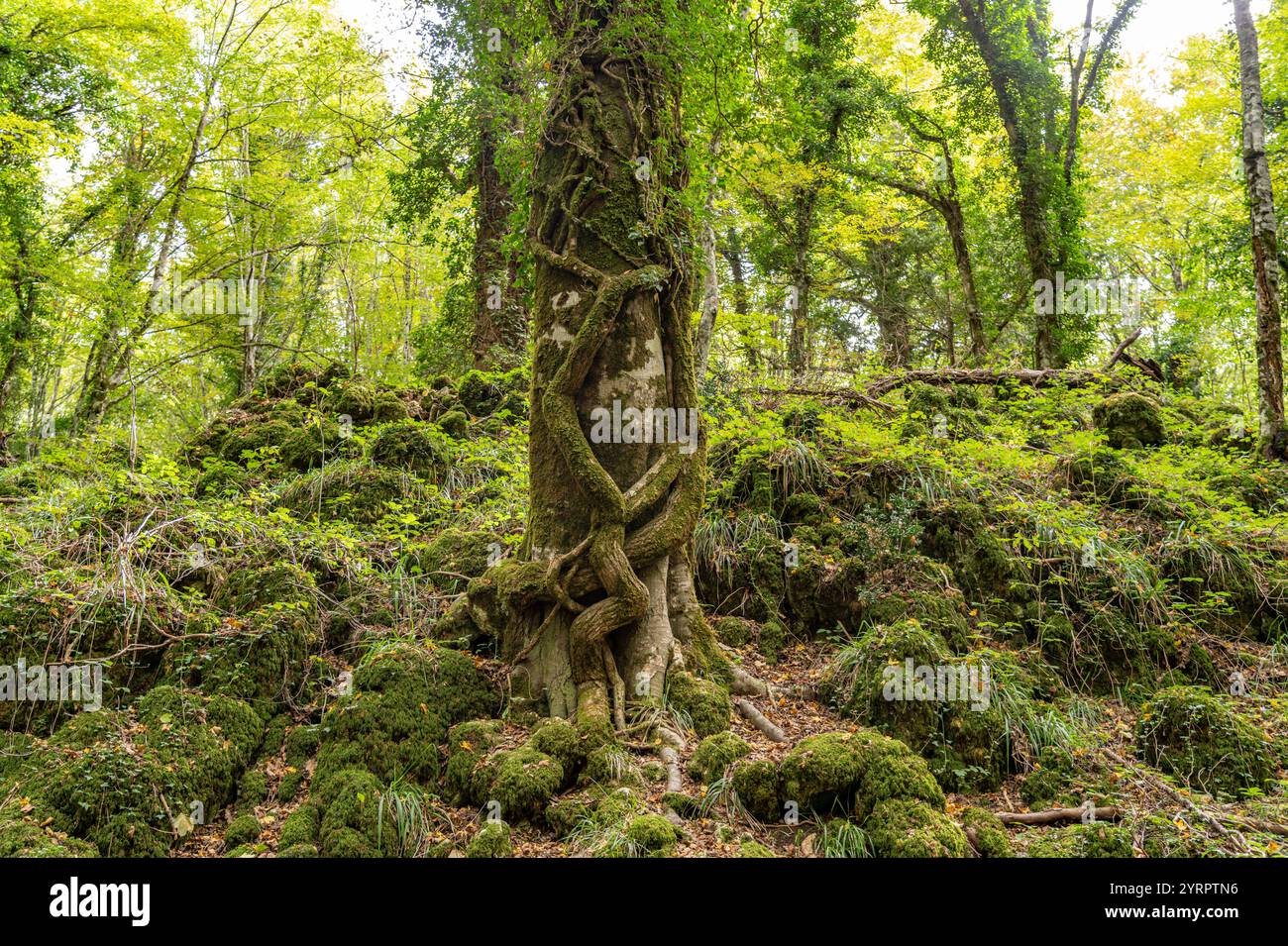 La Foresta Umbra, ancienne forêt de hêtres et une partie du parc national du Gargano, Gargano, Pouilles, Italie, Europe Banque D'Images