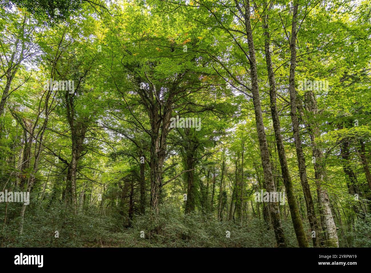 La Foresta Umbra, ancienne forêt de hêtres et une partie du parc national du Gargano, Gargano, Pouilles, Italie, Europe Banque D'Images