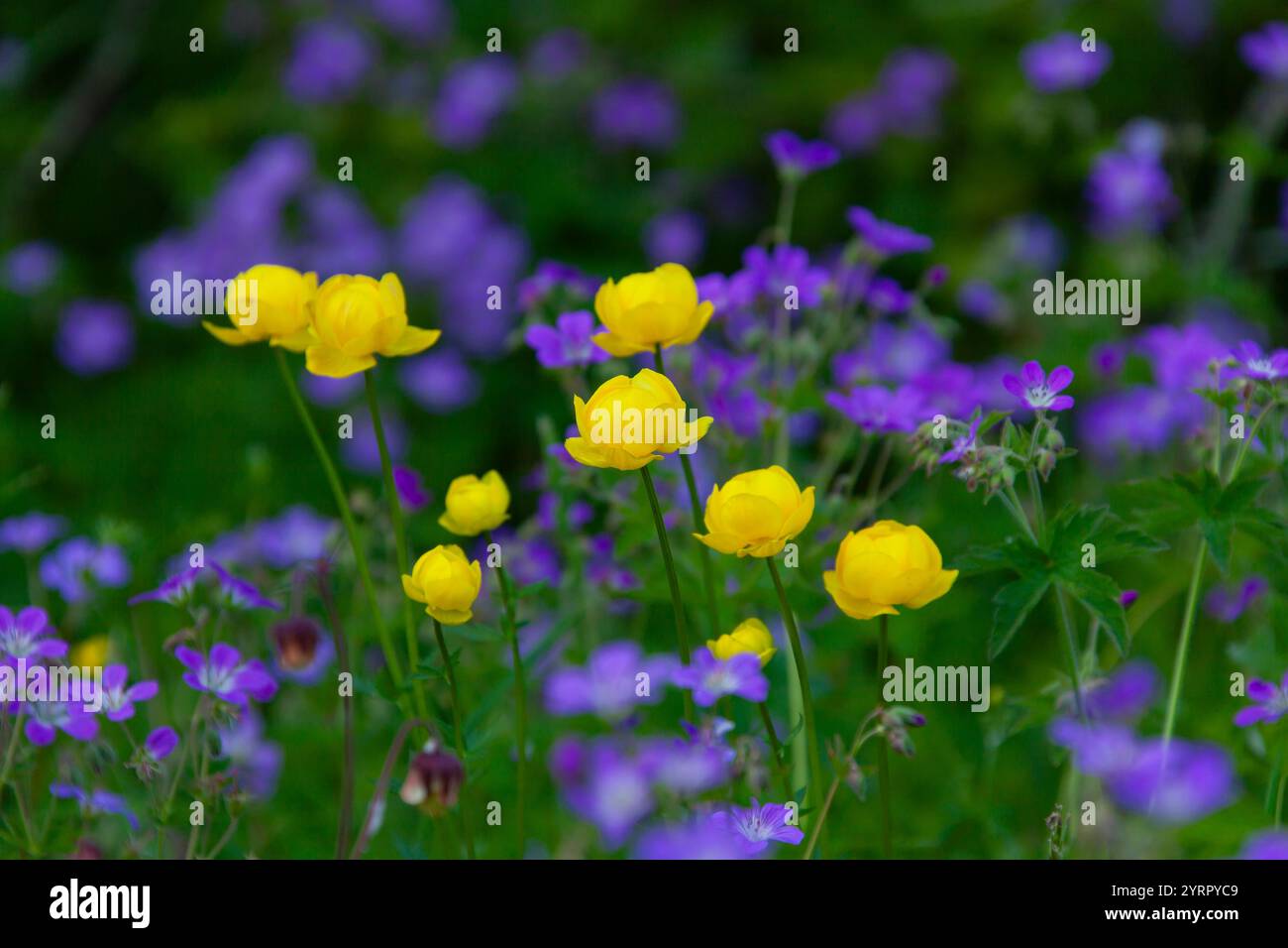 Globeflower, Trollius europaeus, et bec de crane, Geranium sylvaticum, floraison, Vaermland, Suède Banque D'Images