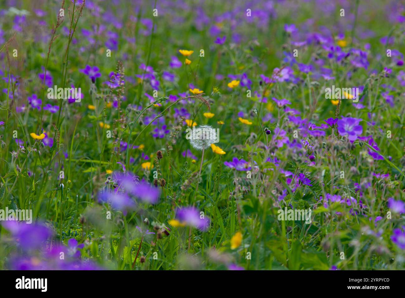 Wood Cranesbill, Geranium sylvaticum, Flowering Wood Cranesbill, Vaermland, Suède Banque D'Images