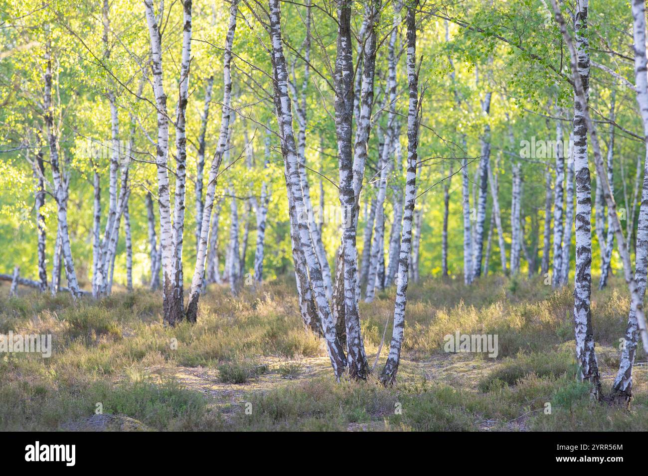 Bouleau argenté, Betula pendula, Betula alba, Betula verrucosa, forêt de bouleaux, troncs d'arbres, Saxe, Allemagne Banque D'Images