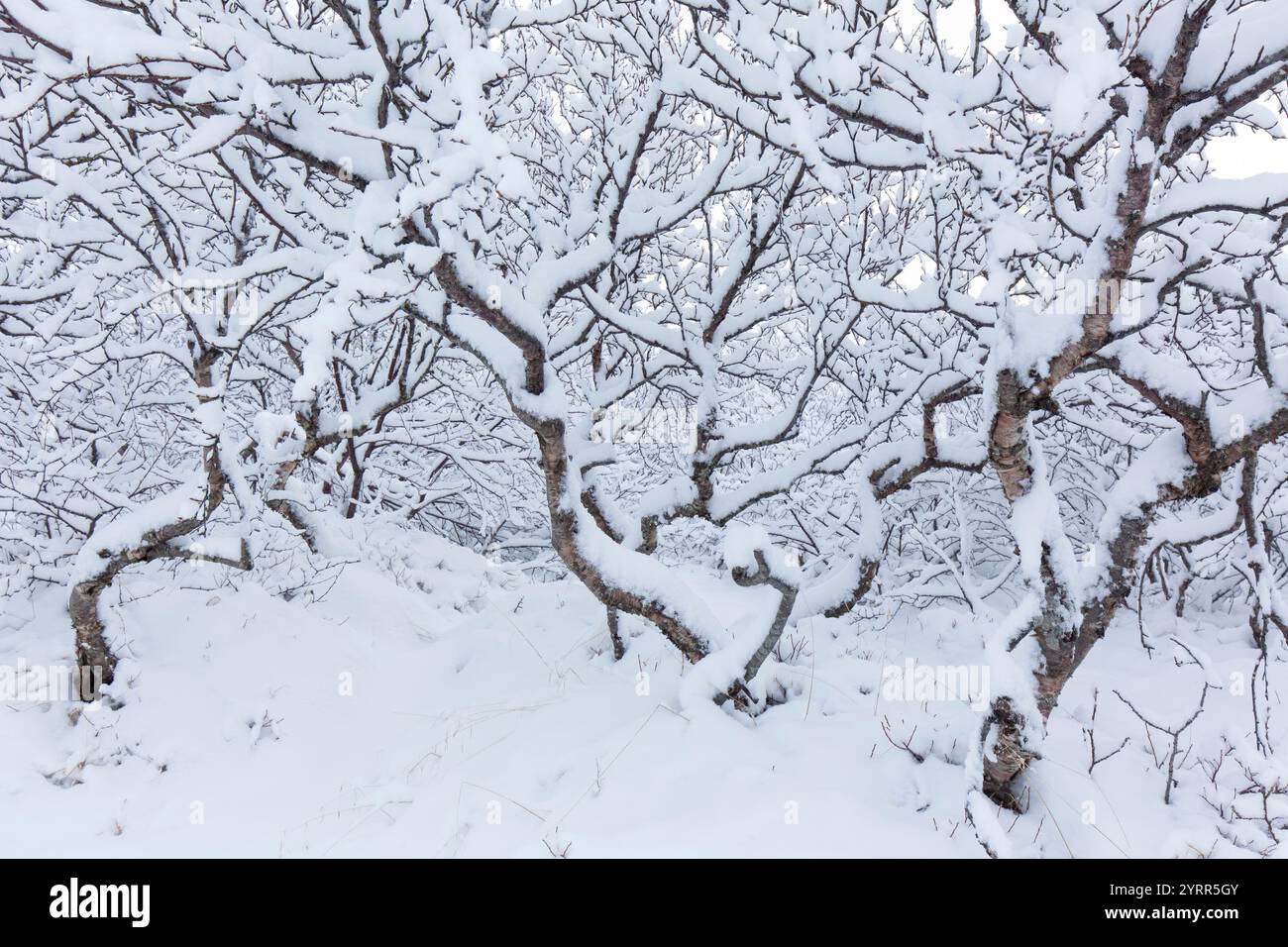 Bouleau argenté, Betula pendula, Betula alba, Betula verrucosa, forêt de bouleaux enneigés, Snaefellsnes, Islande Banque D'Images