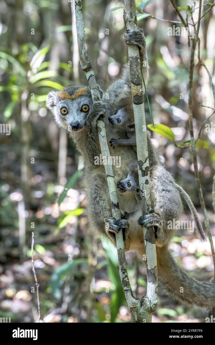 Lémurien couronné (Eulemur coronatus), avec jumeaux, réserve le Palmarium, Ambinaninony, Atsinanana, Madagascar, Afrique Banque D'Images