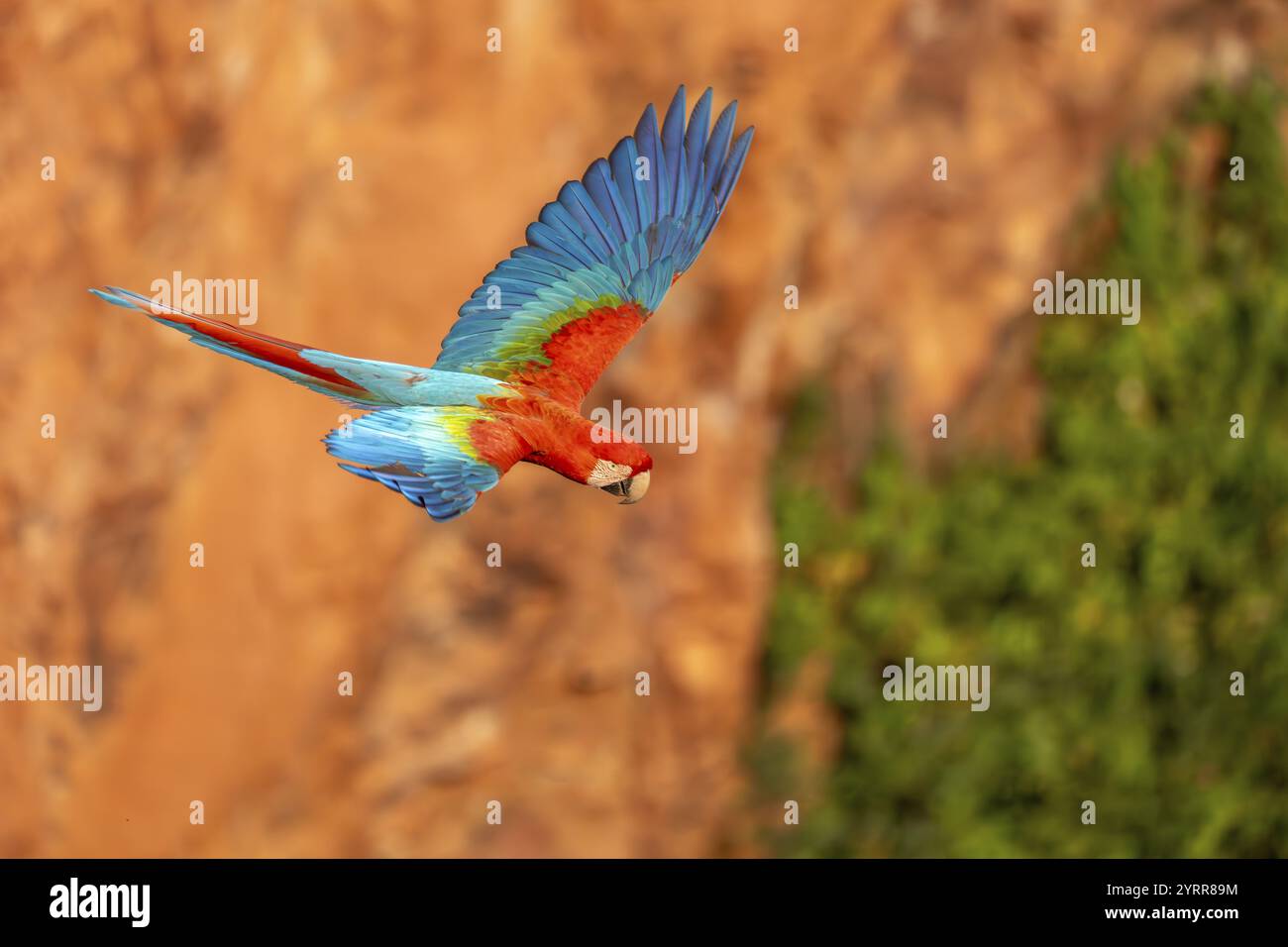 Macaw à ailes vertes (Ara chloropterus), Buraco das Araras, South Pantanal, Jardim, Mato Grosso do Sul, Brésil, Amérique du Sud Banque D'Images