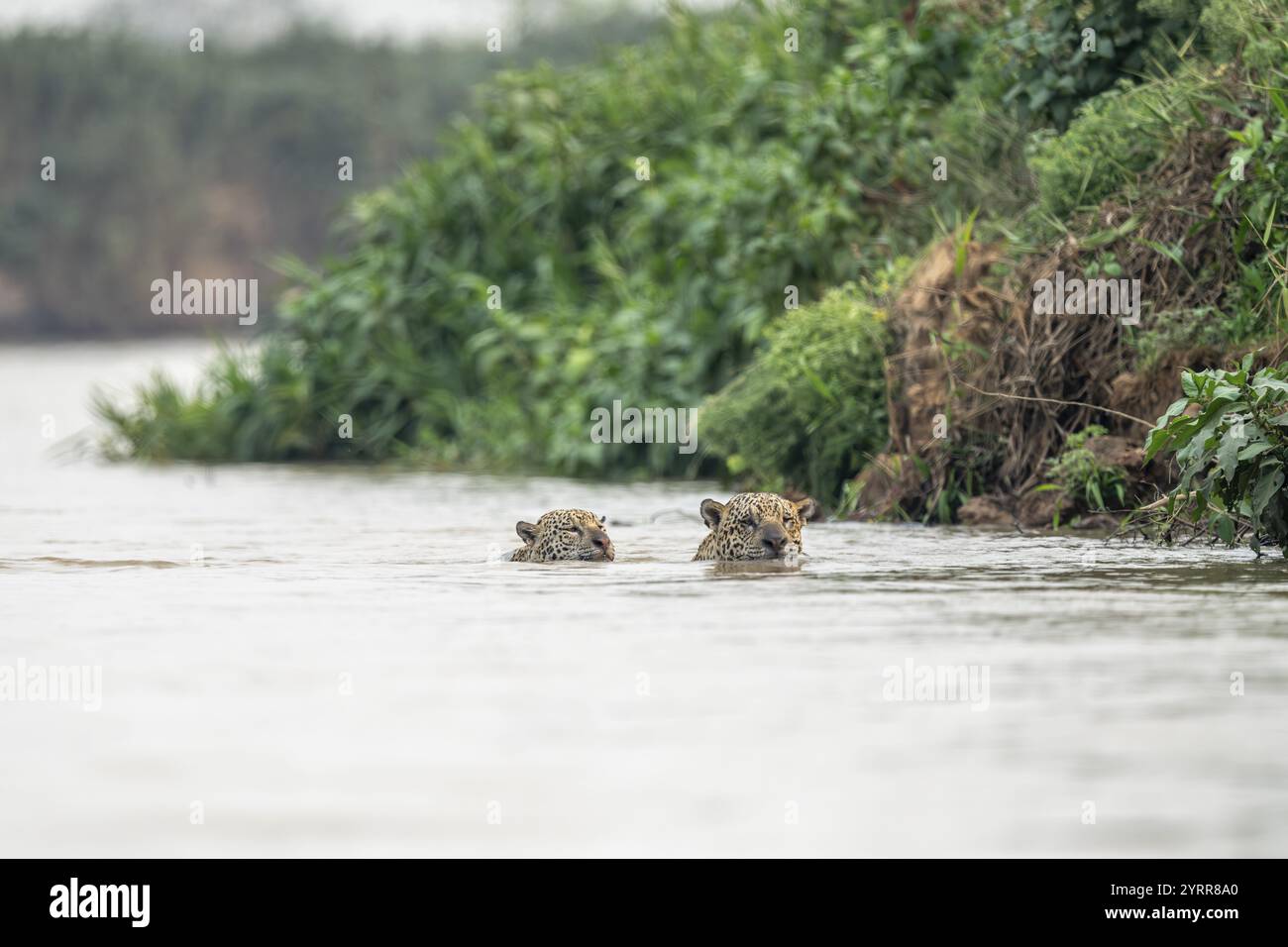 Deux jaguars (Panthera ONCA) nageant dans la rivière, Pantanal Nord, Barao de Melgaco, Joselandia, Mato Grosso, Brésil, Amérique du Sud Banque D'Images