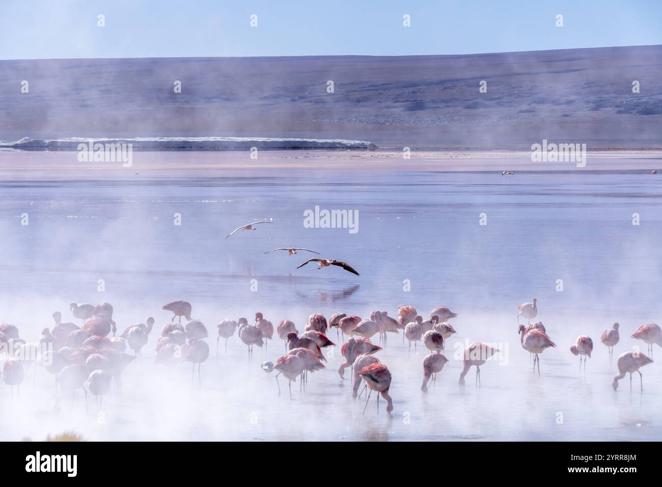 Un groupe de flamants roses se dresse dans l'eau chaude de la Laguna Colorada, vapeur, Reserva Nacional de Fauna Andina Eduardo Abaroa, route de la lagune, San Banque D'Images