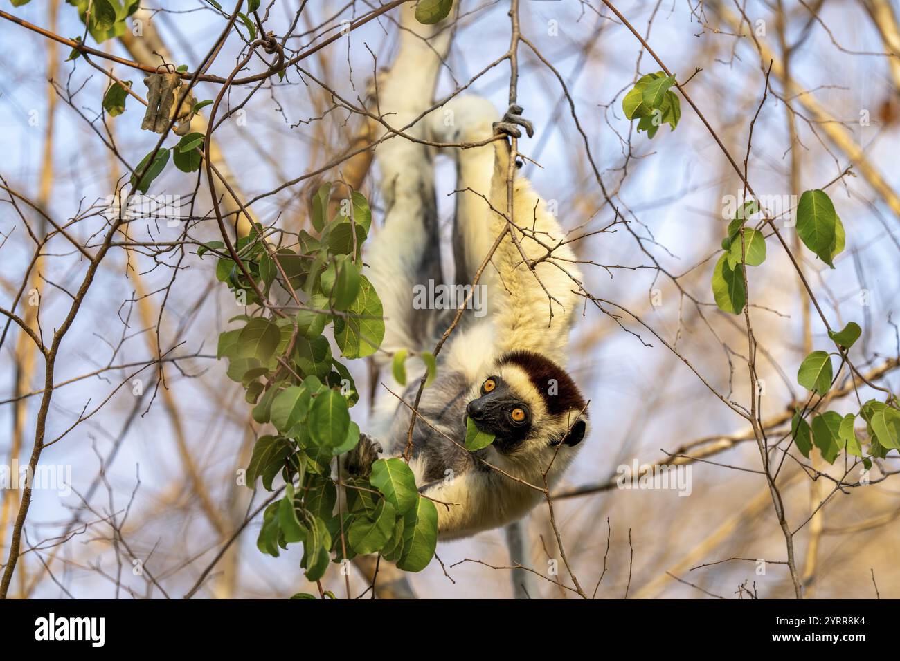 Larves de sifaka (Propithecus verreauxi), mangent des feuilles, pendent à l'envers dans l'arbre, Bemanonga, Menabe, Madagascar, Afrique Banque D'Images