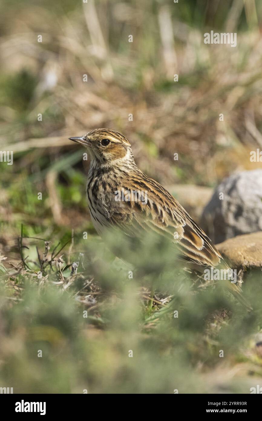 Larve de bois ou alouette de bois (Lullula arborea), sur un pré, Pyrénées, Catalogne, Espagne, Europe Banque D'Images Larve de bois ou alouette de bois (Lullula arborea), sur un pré, Pyrénées, Catalogne, Espagne, Europe Banque D'Images