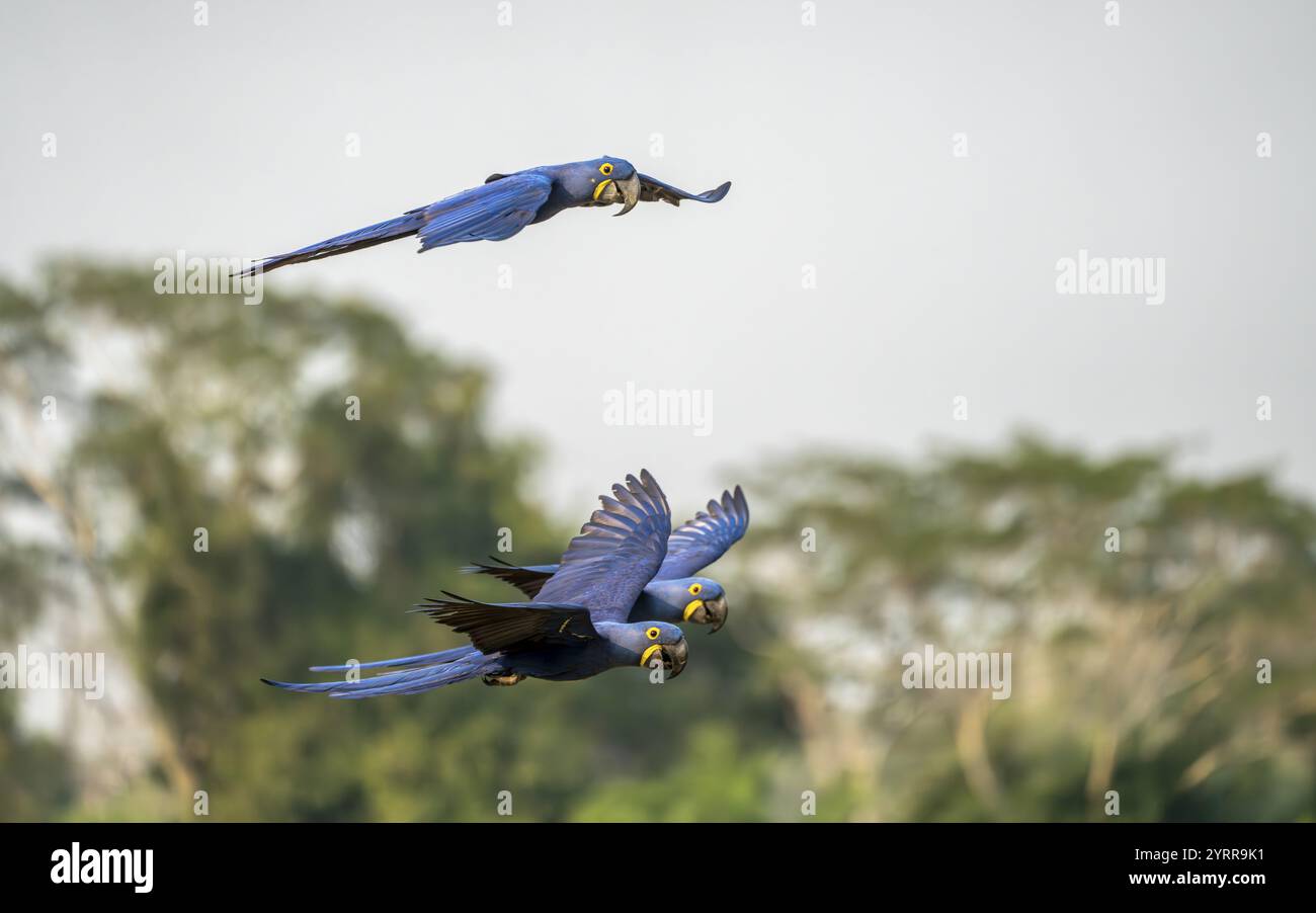 Aras hyacinthins (Anodorhynchus hyacinthinus), en vol, arbres en arrière-plan, Pantanal Sud, Corumba, Nhecolandia, Mato Grosso do Sul, Brazi Banque D'Images