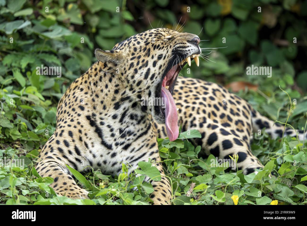 Jaguar (Panthera ONCA), bâillant, montrant la langue et les dents, North Pantanal, Barao de Melgaco, Joselandia, Mato Grosso, Brésil, Amérique du Sud Banque D'Images