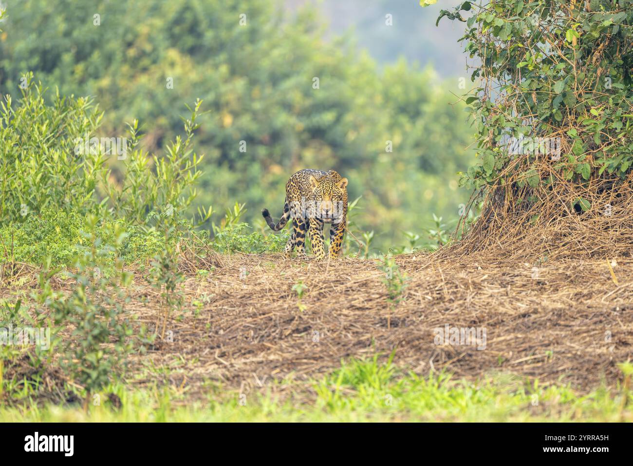 Jaguar (Panthera ONCA), courant sur la banque, Nord Pantanal, Corumba, Paiaguas, Mato Grosso do Sul, Brésil, Amérique du Sud Banque D'Images