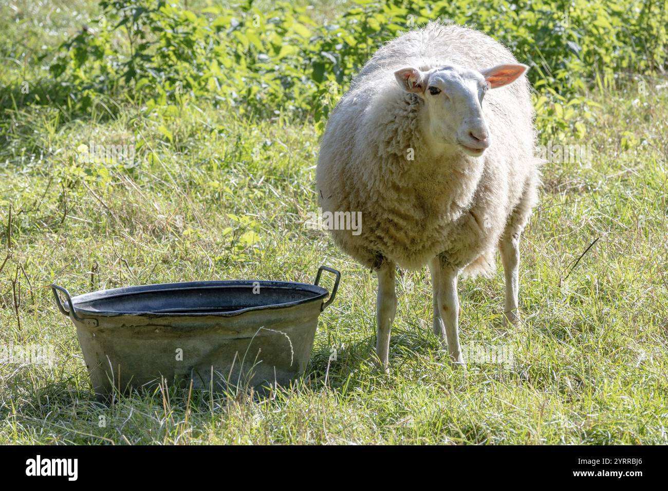Les moutons sur la digue mangent de l'herbe Banque D'Images
