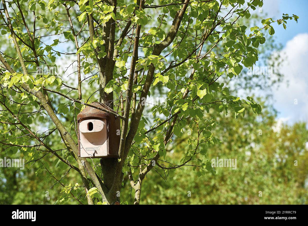 05.05.2019. Maison à oiseaux dans un arbre. Mahlow. Municipalité de Blankenfelde-Mahlow, Brandebourg, Allemagne, Europe Banque D'Images