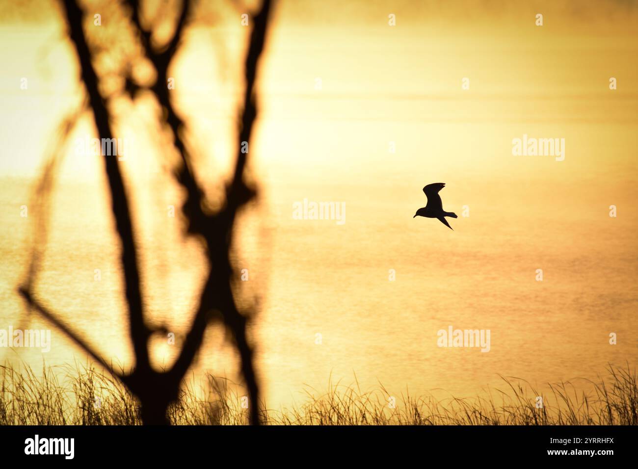 silhouette d'un oiseau volant au-dessus de l'eau avec un lever de soleil doré Banque D'Images