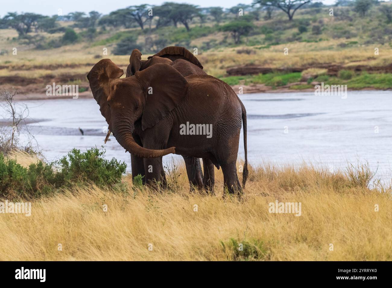 Téléphoto d'un troupeau d'éléphants d'Afrique -Loxodonta Africana- émergeant de la rivière Ewaso Ngiro dans la réserve nationale de Samburu, Kenya Banque D'Images