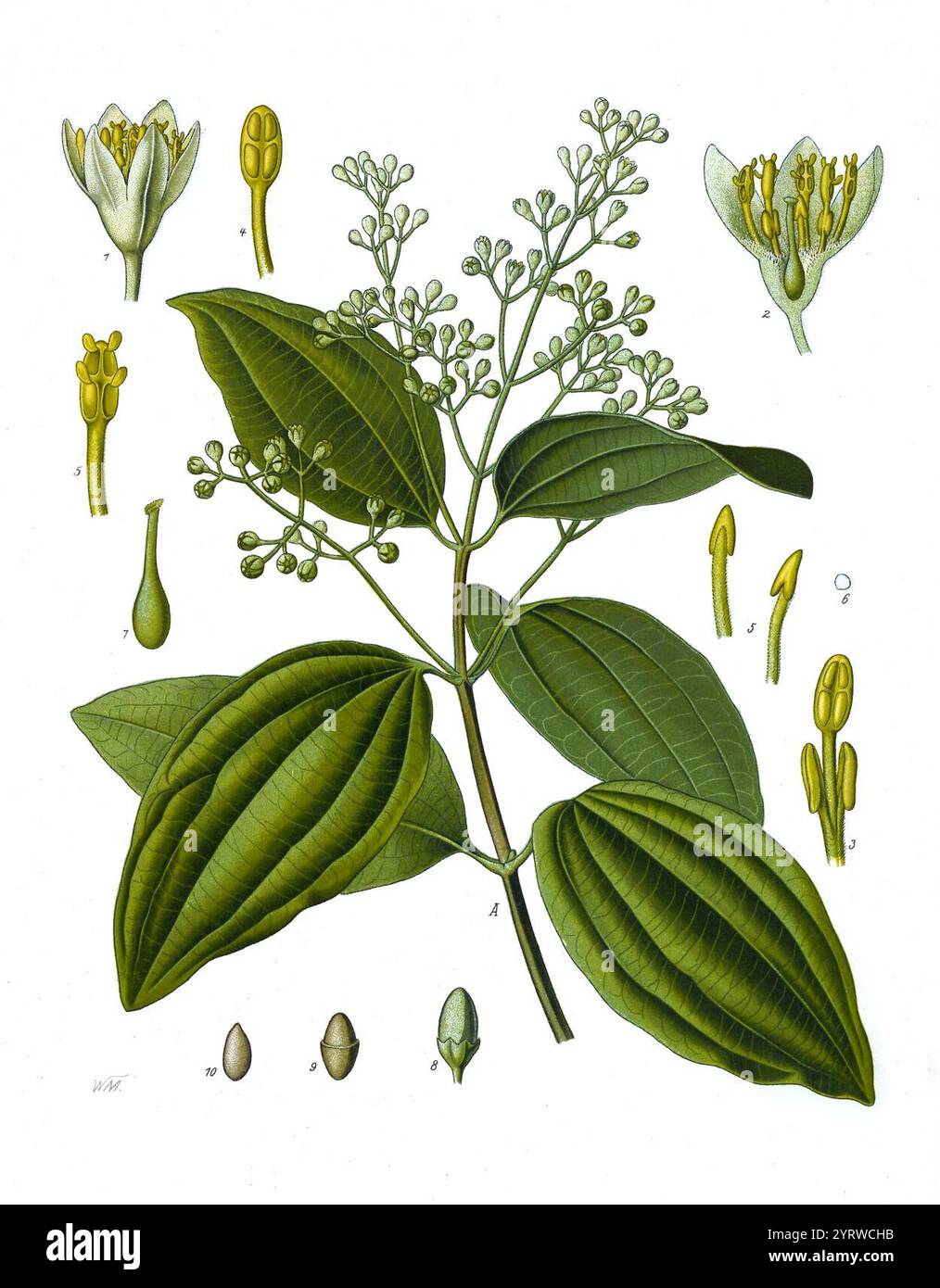 Cinnamomum verum - Köhler-s Medizinal-Pflanzen-182. Banque D'Images