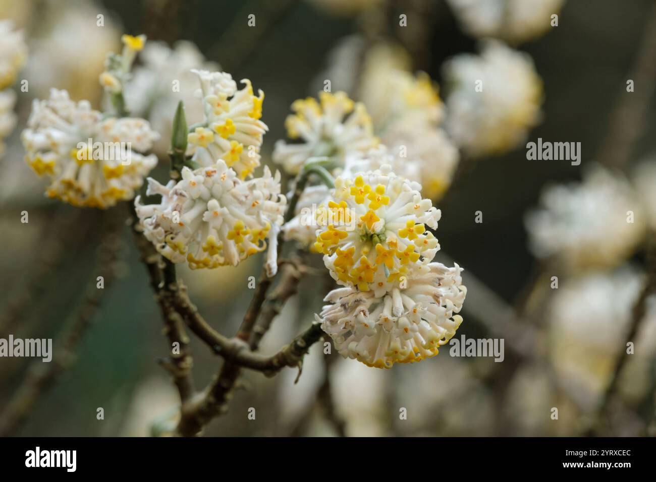 Edgeworthia chrysantha, brousse de papier, inflorescences nombreuses fleurs jaunes hivernales Banque D'Images