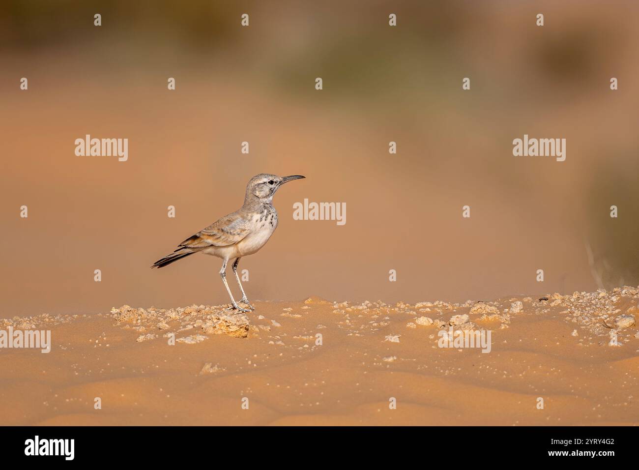 Greater Hoopoe-Lark, Alaemon alaudipes, désert du Sahara, Tunisie. Banque D'Images