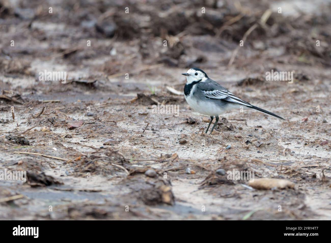 Pied Wagtail motacilla alba ssp yarellii, plumage hivernal femelle noir blanc et gris dos noir longues queue noire avec côtés blancs face blanche Banque D'Images