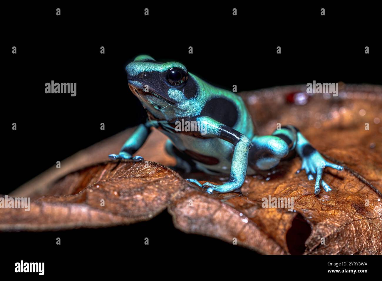 La grenouille poison verte et noire (Dendrobates auratus) est originaire du sud de l'Amérique centrale. Et l'une des plus variables de toutes les grenouilles empoisonnées dans le colo Banque D'Images