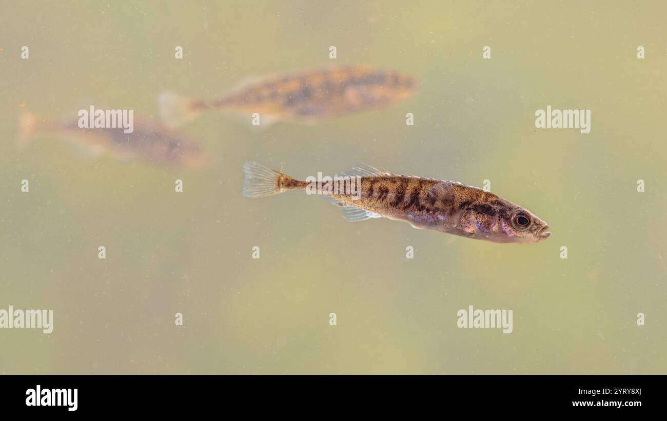 Les poissons d'eau douce de l'épinoche à la ninespine (Pungitius pungitius) se trouvent dans l'habitat naturel de l'étang. natation dans l'eau de la rivière. Scène sauvage de la nature en Europe Banque D'Images Les poissons d'eau douce de l'épinoche à la ninespine (Pungitius pungitius) se trouvent dans l'habitat naturel de l'étang. natation dans l'eau de la rivière. Scène sauvage de la nature en Europe Banque D'Images