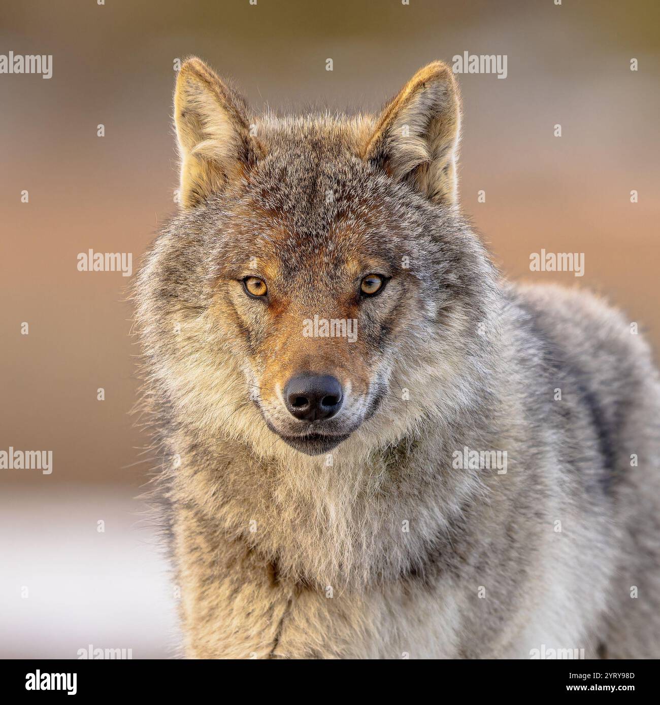 Le loup eurasien (Canis lupus lupus), également connu sous le nom de loup commun, est une sous-espèce de loup gris originaire d'Europe et d'Asie. C'était autrefois une gorge répandue Banque D'Images