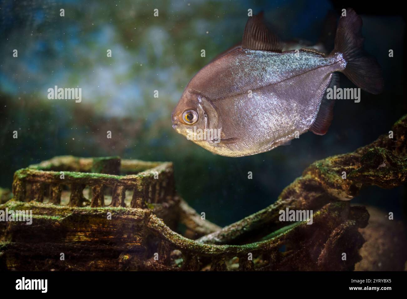 Gros plan de piranha nageant dans un aquarium avec un modèle de naufrage en arrière-plan, mettant en valeur la vie sous-marine et les environnements aquatiques. Banque D'Images