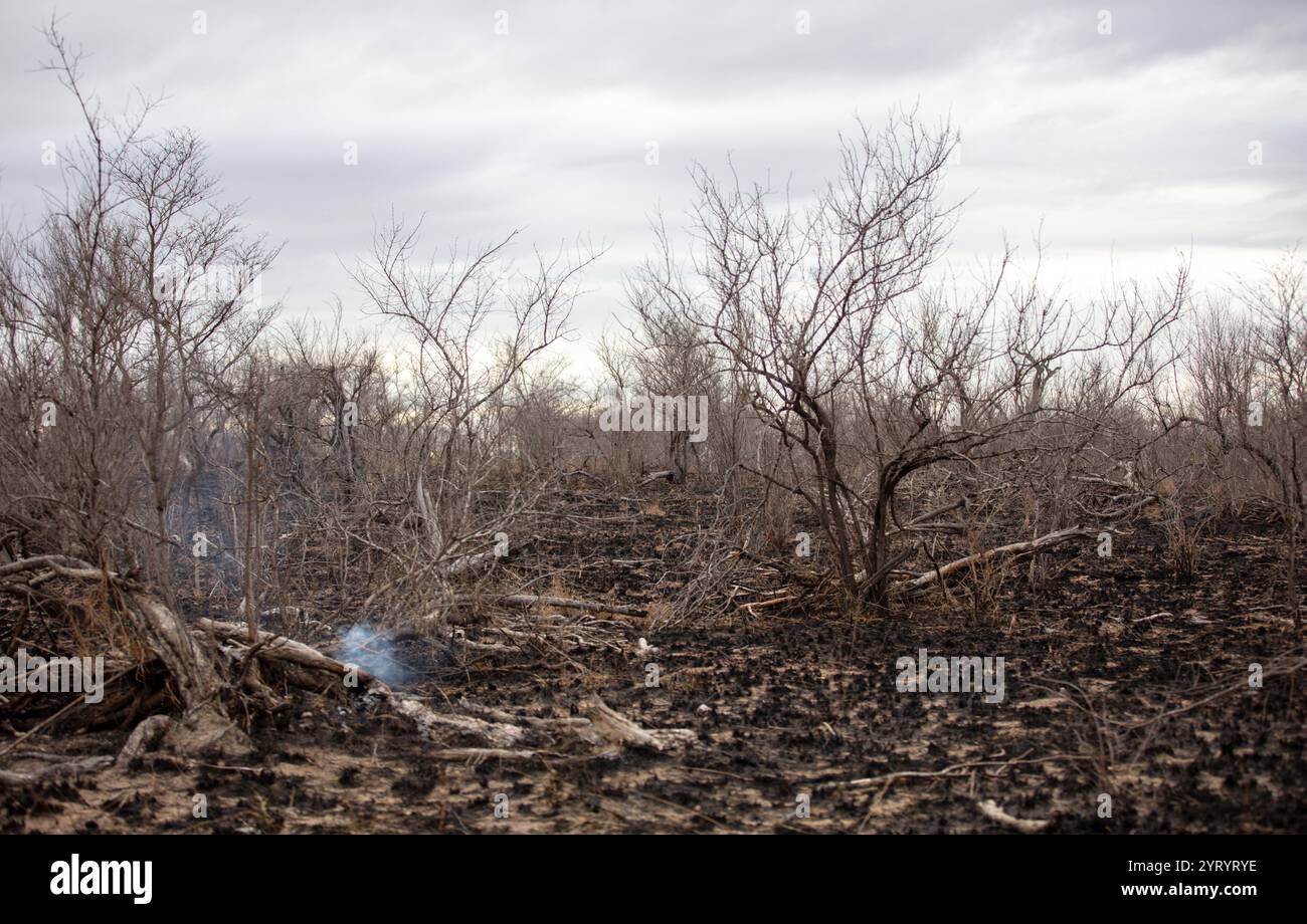 Gestion des incendies de savane, sols brûlés et plantes dans les prairies africaines, ciel nuageux. Banque D'Images