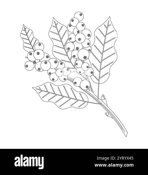 Grains de café bio avec des feuilles de café isolé sur fond blanc.style contour. Illustration de Vecteur