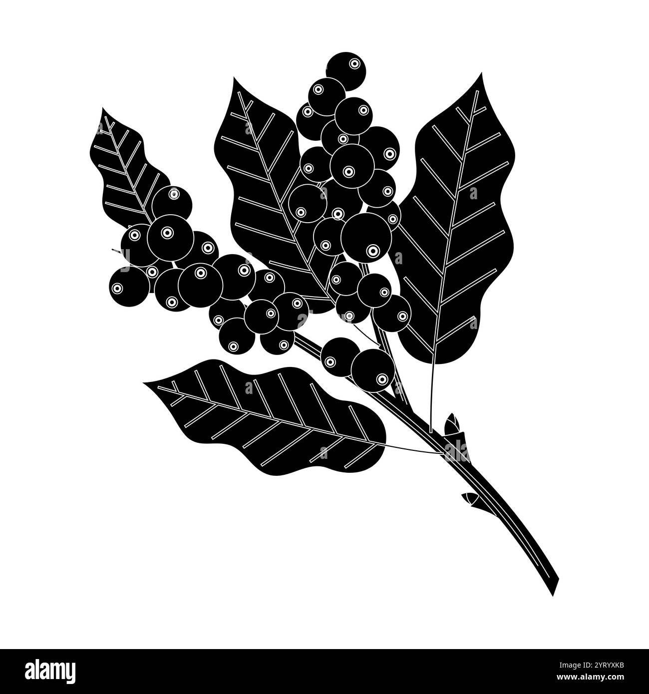 Grains de café bio avec des feuilles de café isolé sur fond blanc.style monochrome. Illustration de Vecteur