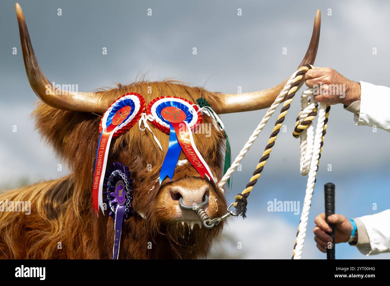 Highland Cattle Champion couvert de rosettes au Westmorland Show, Cumbria, Royaume-Uni. Banque D'Images