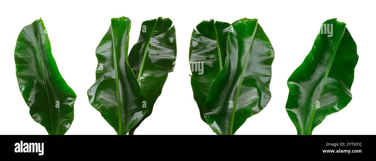 Feuilles de banane vert vif isolées sur blanc, serties Banque D'Images