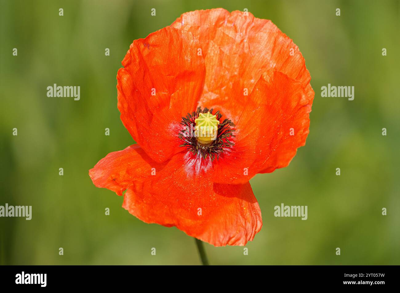 Un coquelicot sauvage. Une fleur sauvage voyante commune dans les friches. Banque D'Images