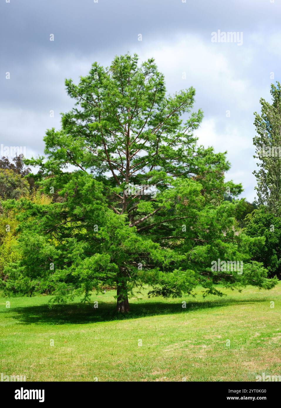 Un cyprès des marais, Taxodium distichum, également connu sous le nom de cyprès chauve, un conifère à feuilles caduques originaire du sud-est des États-Unis. Banque D'Images