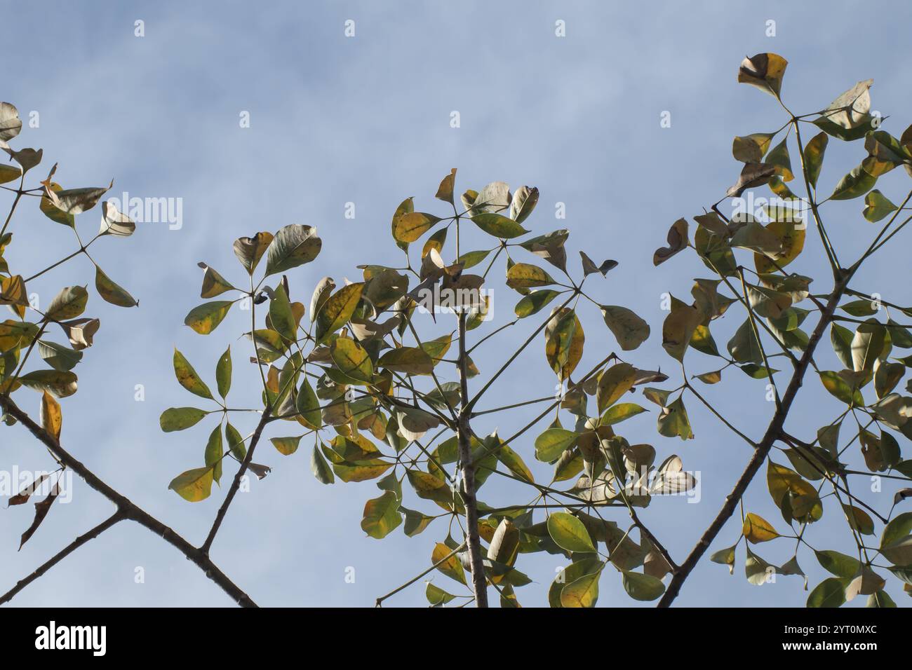 Gros plan feuille de Bombax ceiba ou feuille de coton de soie Banque D'Images