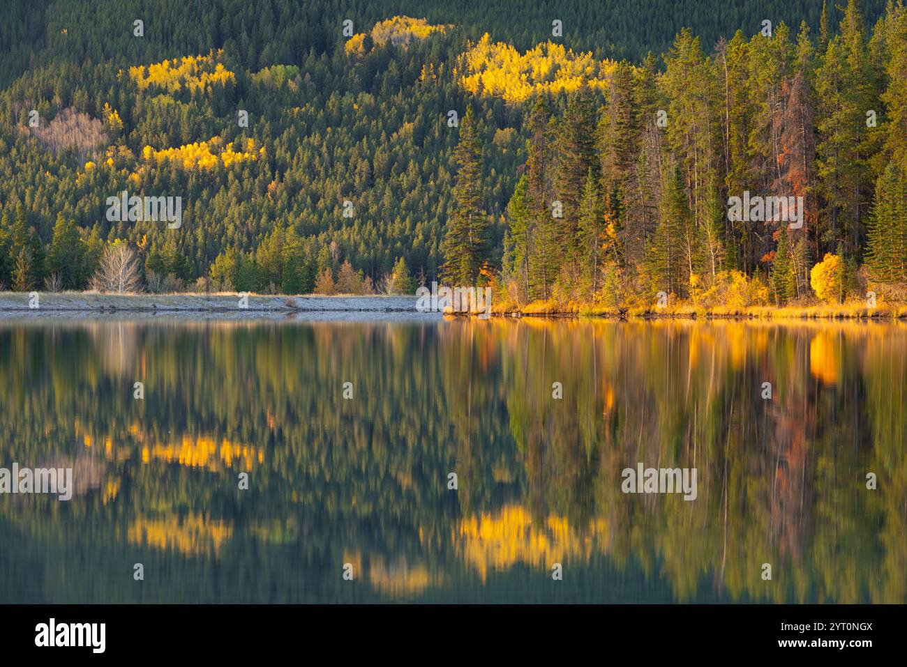 Réflexions de pins et de trembles dorés dans le réservoir Rundle Forebay dans les Rocheuses canadiennes, Canmore, Alberta, Canada. Automne (octobre) 2024. Banque D'Images