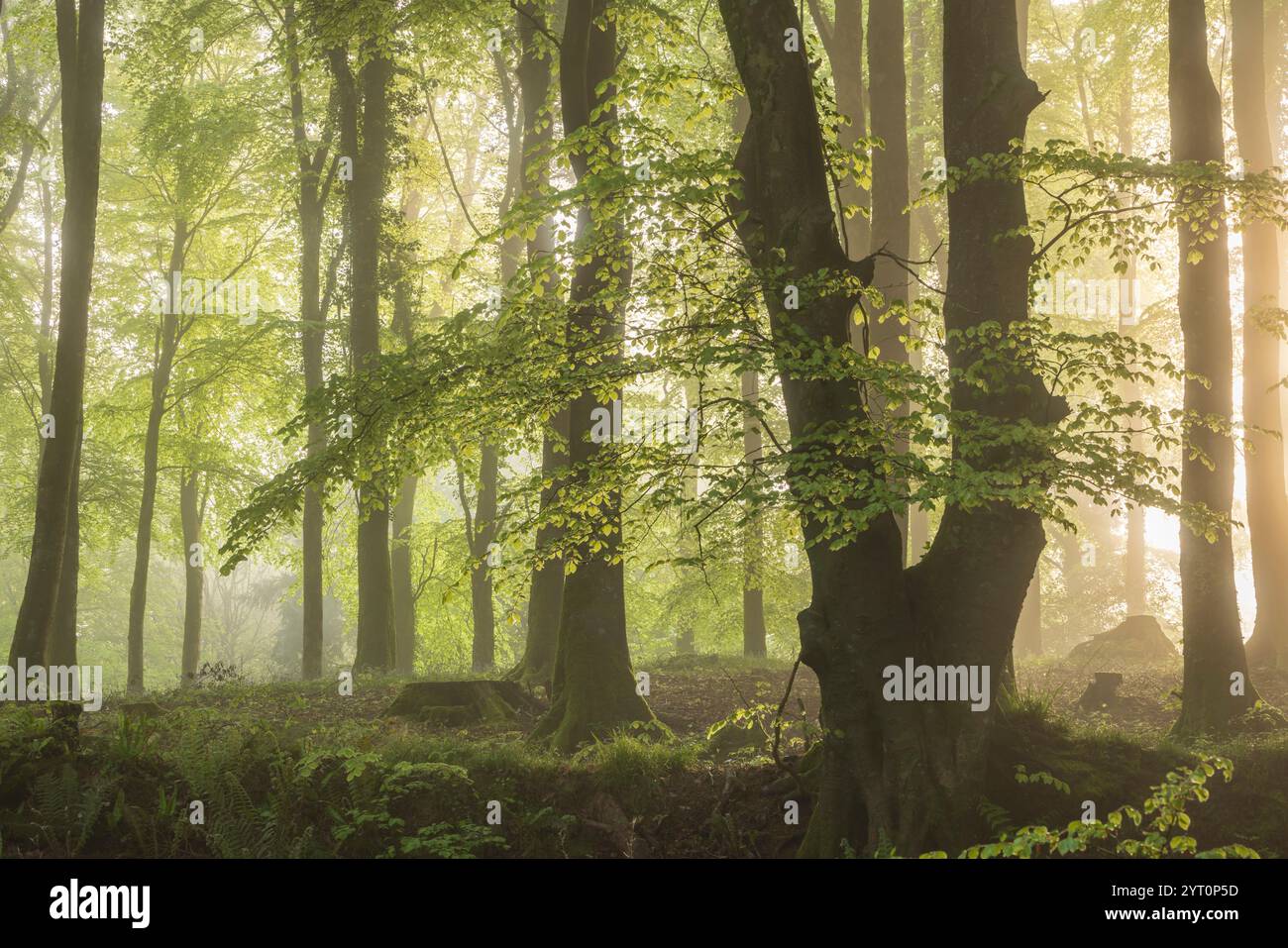 Feuillage printanier dans une forêt feuilletée brumeuse, Devon, Angleterre. Printemps (mai) 2024. Banque D'Images