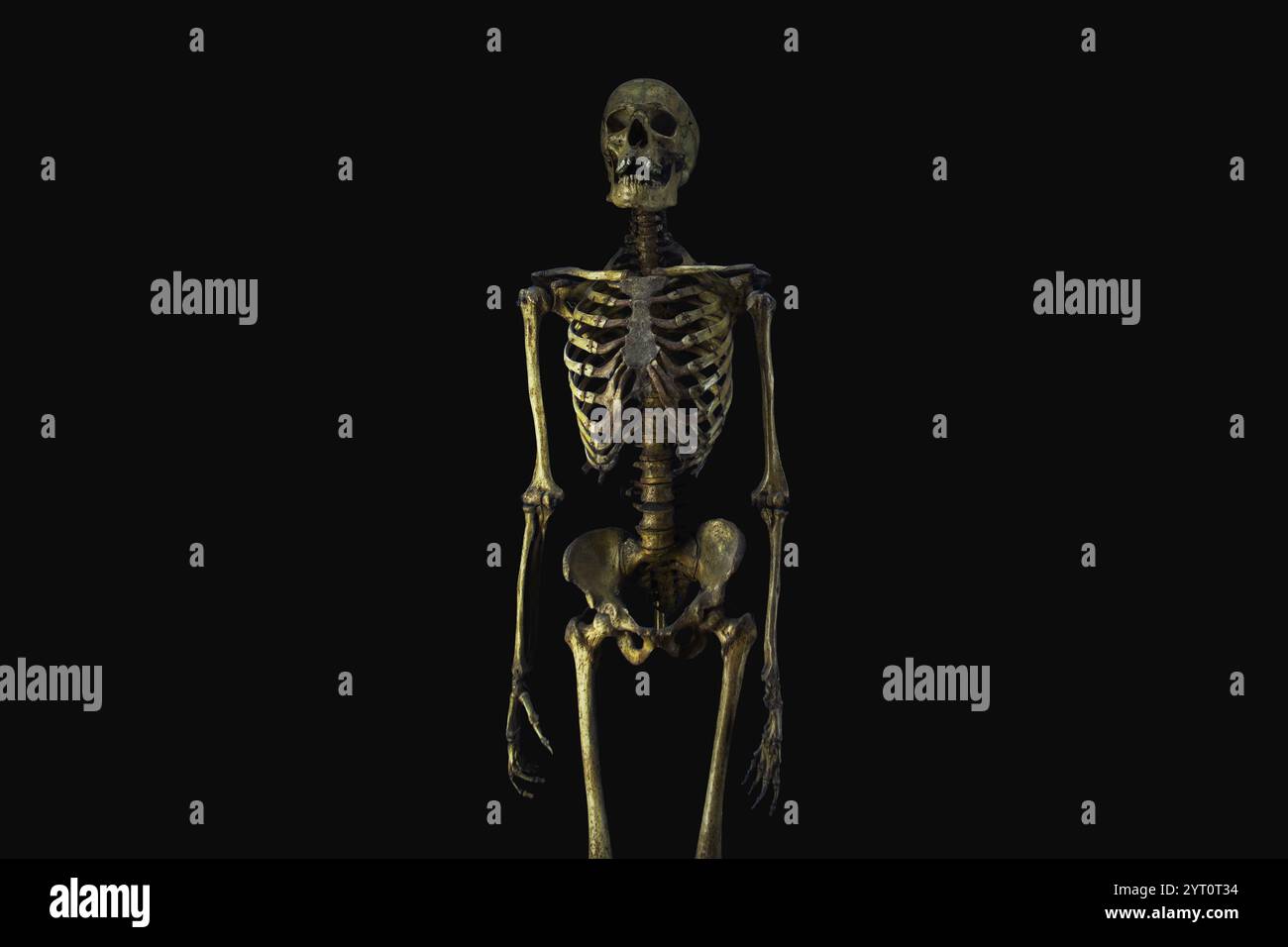 Squelette humain sur fond noir. Anatomie Banque D'Images