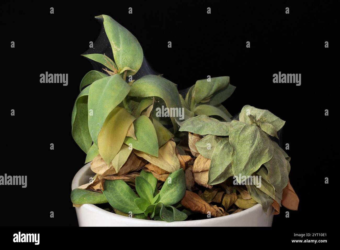 Eustoma flétrissant (lisianthus, gentiane des prairies) infesté par les acariens araignés : vue rapprochée. La plante d'intérieur délicate montre des signes de dommages causés par les ravageurs Banque D'Images