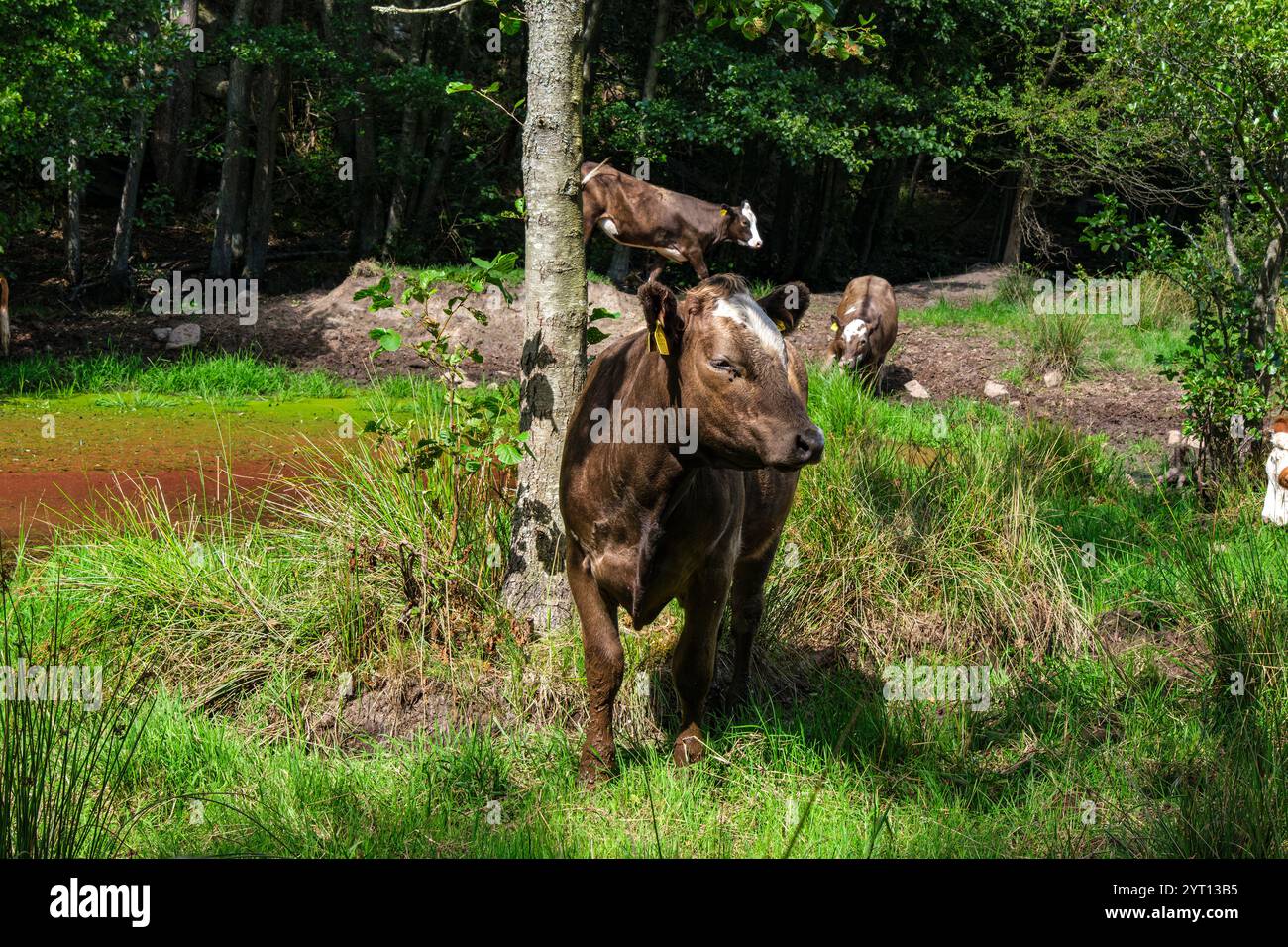 Vaches de pâturage dans la réserve naturelle de Hallarumsviken près de Karlskrona, Blekinge län, Suède. Banque D'Images