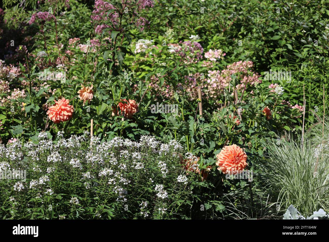 pléthore de fleurs assorties dans des couleurs assorties Banque D'Images