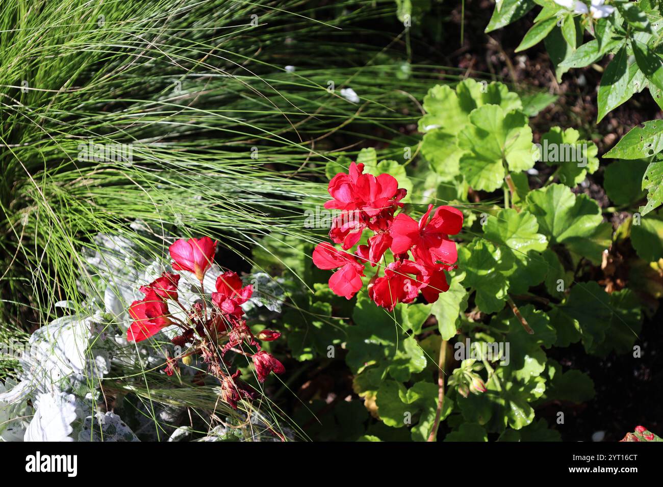 petites fleurs rouges contre des feuilles vertes moyennes et des herbes Banque D'Images
