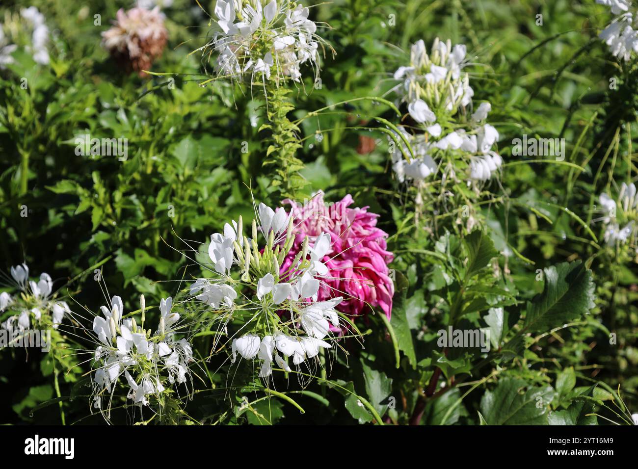petites fleurs blanches et bourgeons avec un rouge rose derrière Banque D'Images