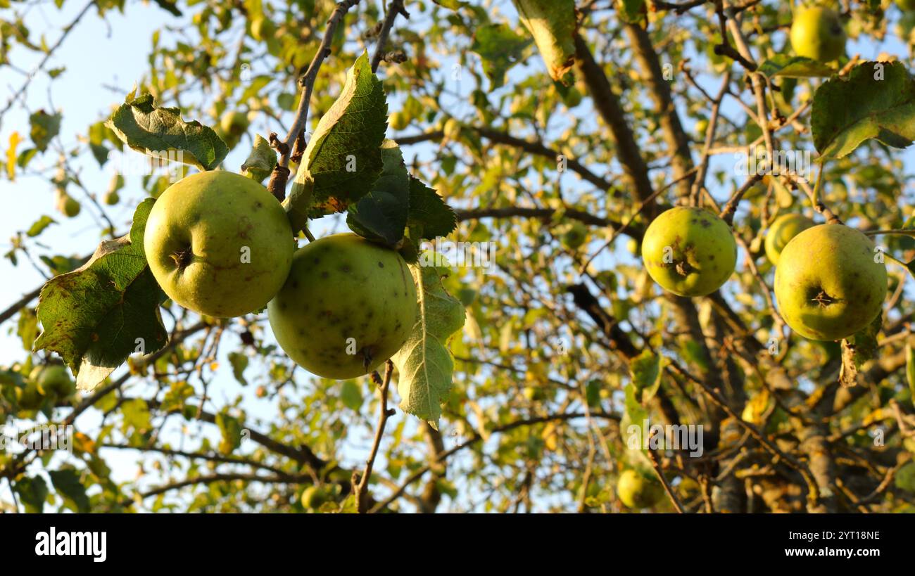 pommes vertes mûres sur l'arbre avec des signes de maladie, taches sur les fruits au stade mûr, pommier malade avec des fruits sur les branches Banque D'Images