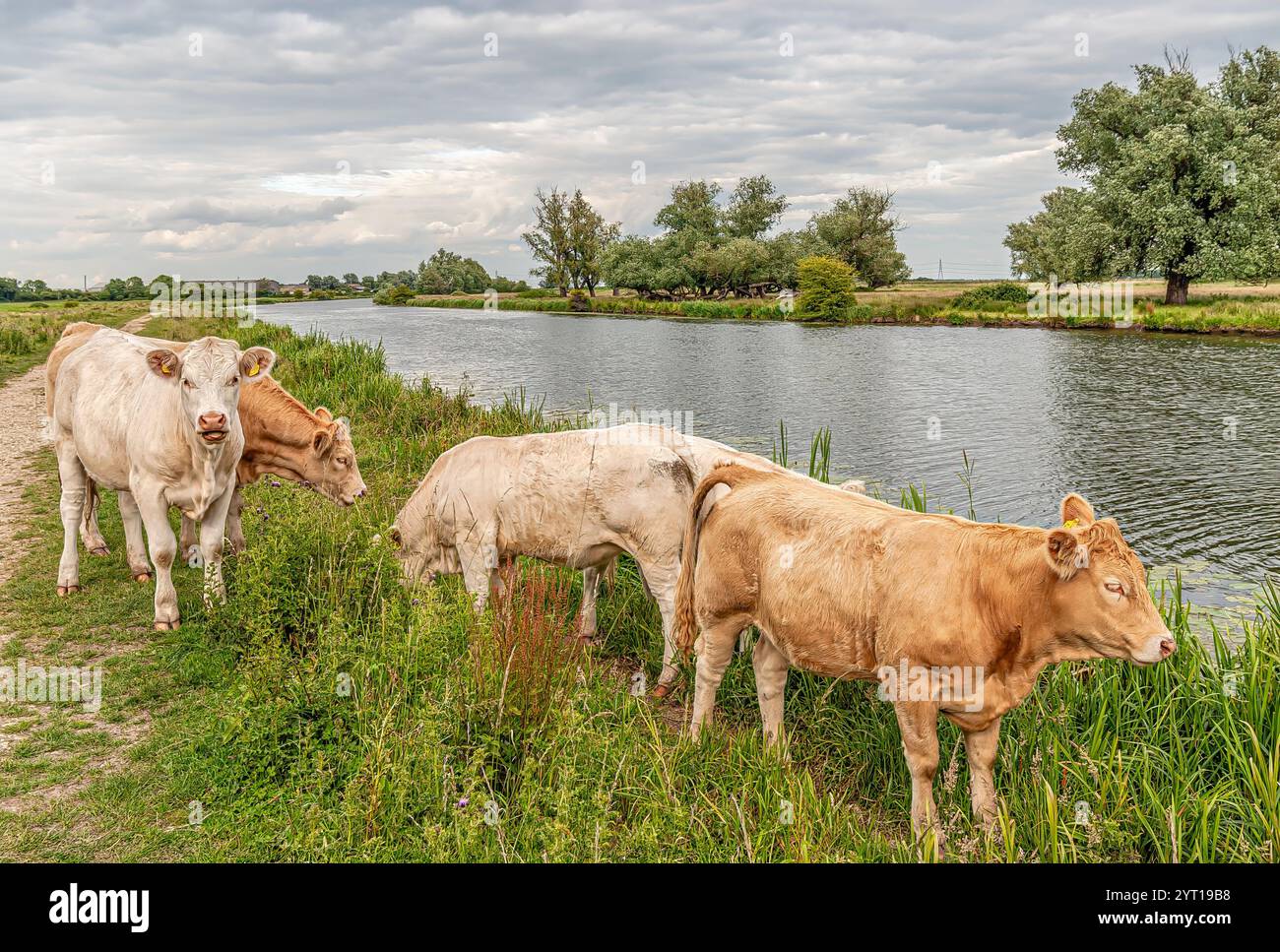 Les bovins paissent sur un pré dans les Fens près de la rivière Great Ouse près d'Ely, Cambridgeshire, Angleterre Banque D'Images