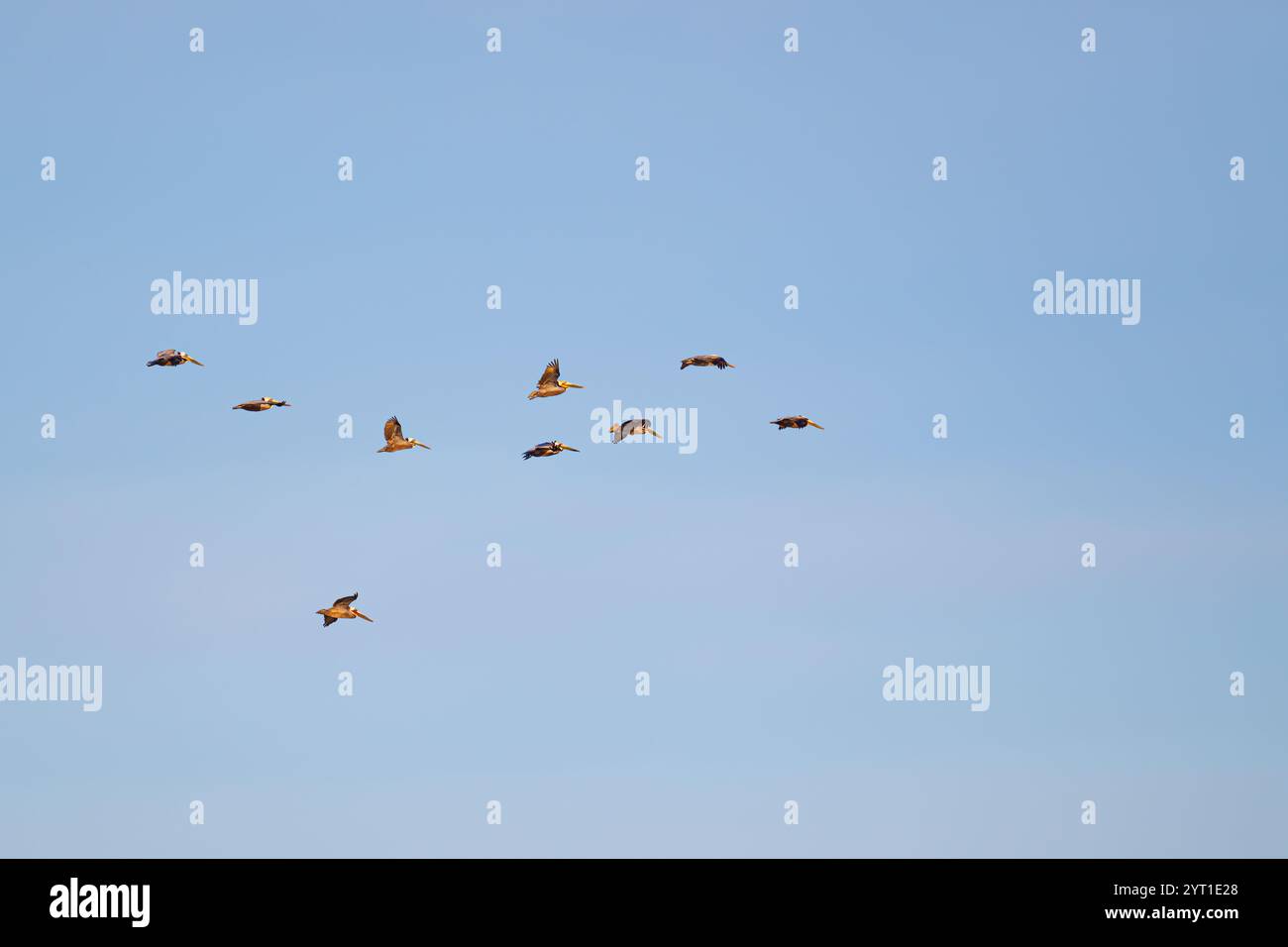 Un troupeau de pélicans bruns (Pelecanus occidentalis) en vol contre un ciel bleu clair au-dessus de Baja California sur, Mexique. Banque D'Images
