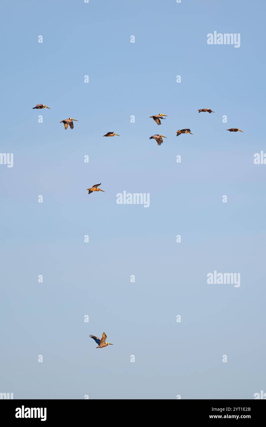 Un troupeau de pélicans bruns (Pelecanus occidentalis) en vol contre un ciel bleu clair au-dessus de Baja California sur, Mexique. Banque D'Images